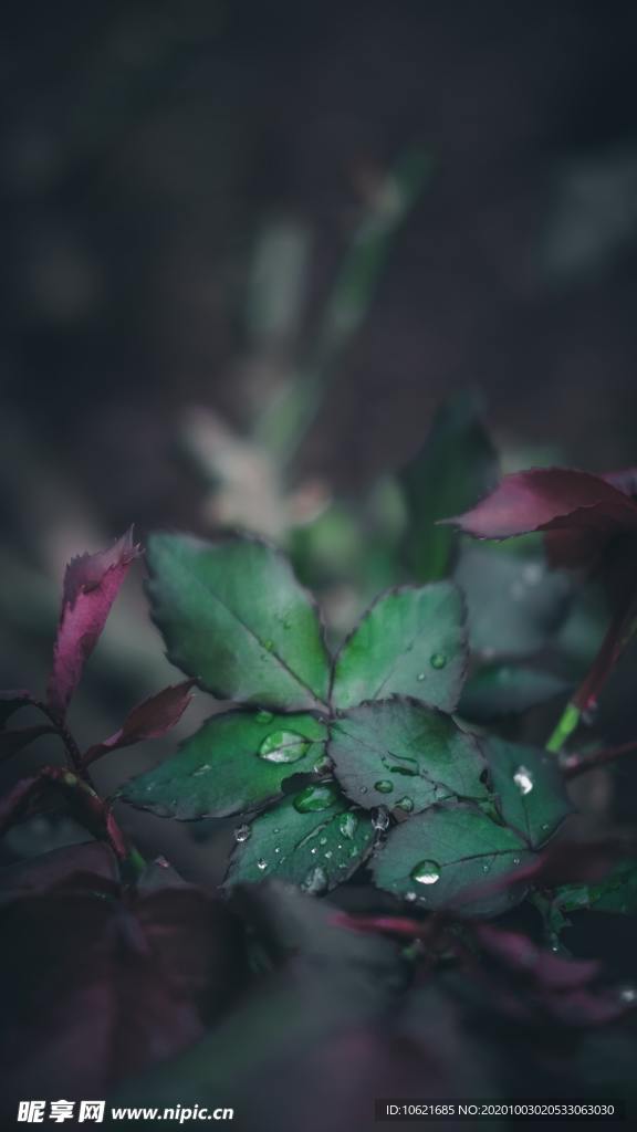 水珠水滴