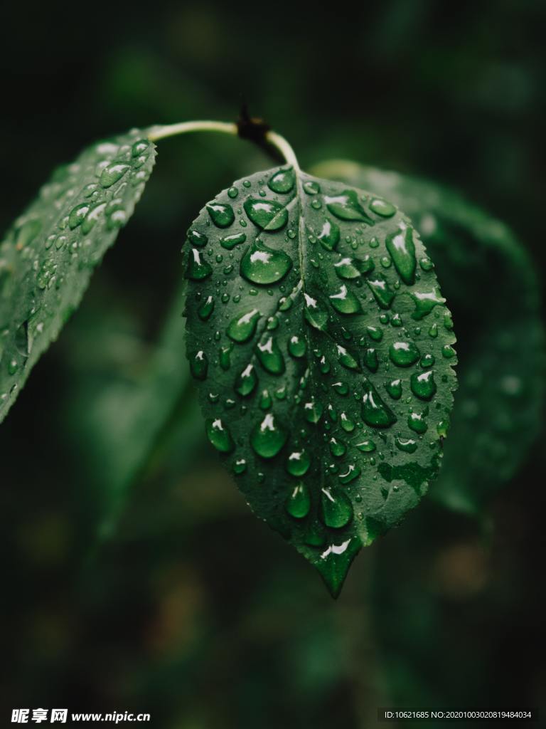水珠水滴