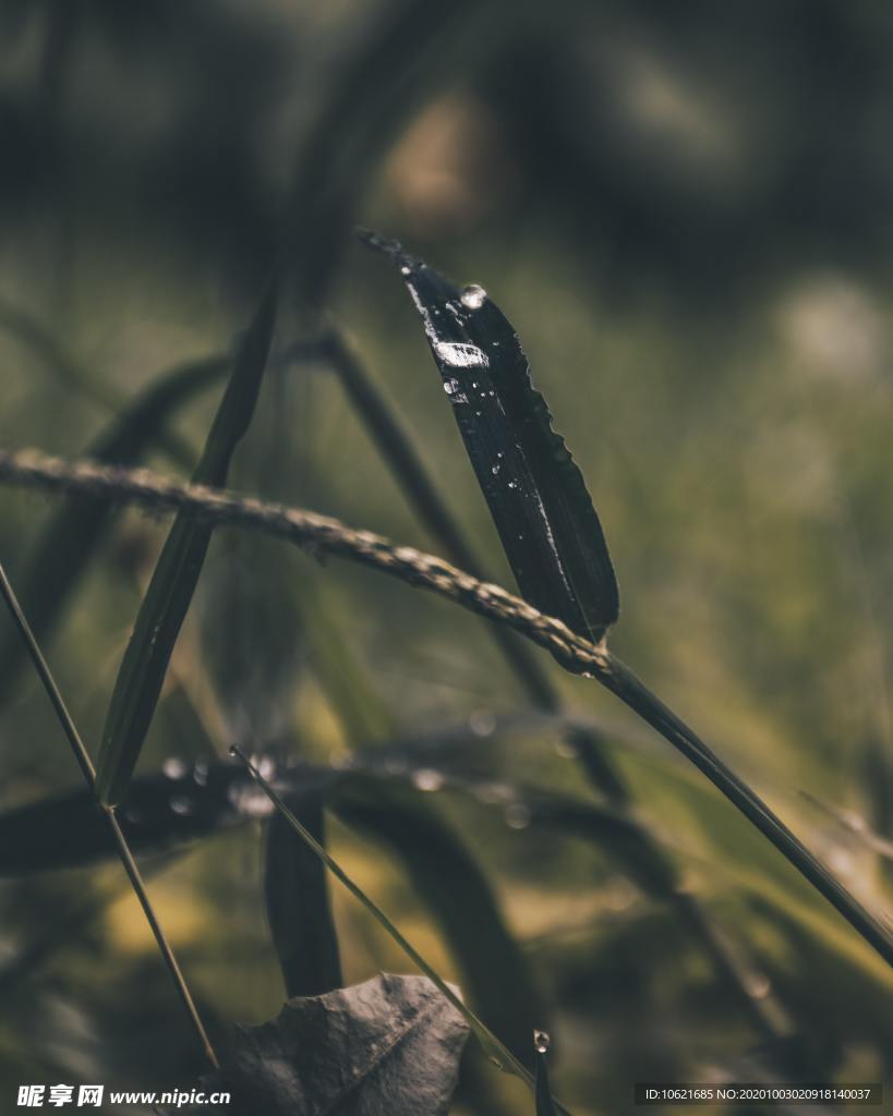 水珠水滴
