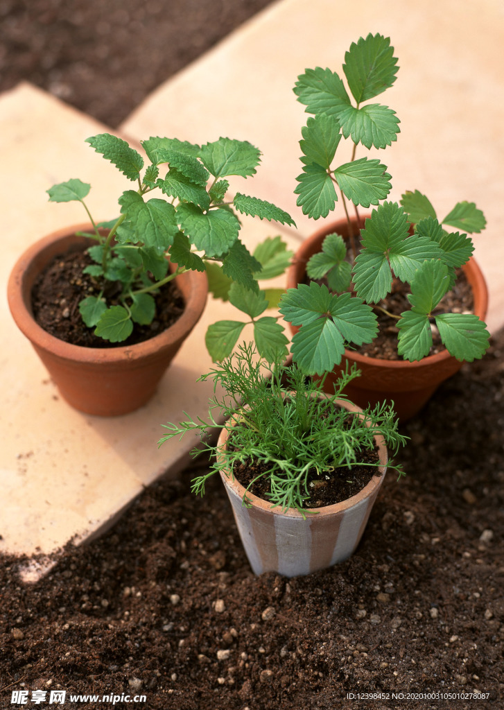 草莓植株