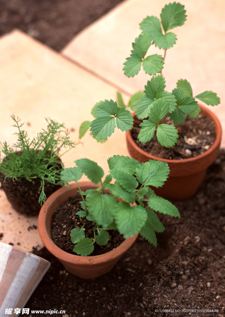 花盆里面的草莓幼苗