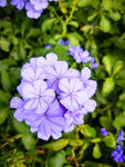 蓝花