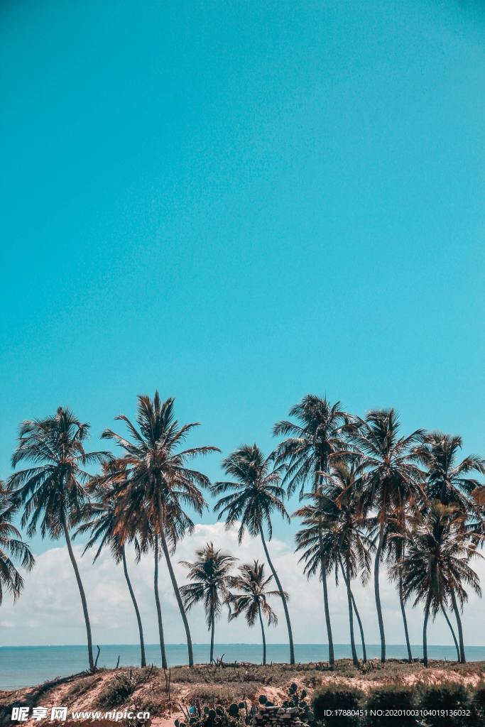 棕榈树