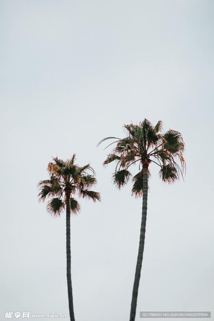 棕榈树