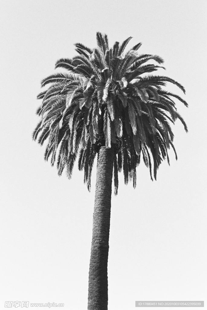 棕榈树