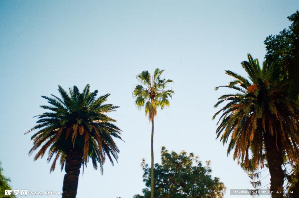 棕榈树