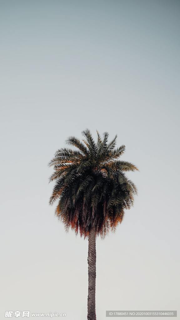 棕榈树