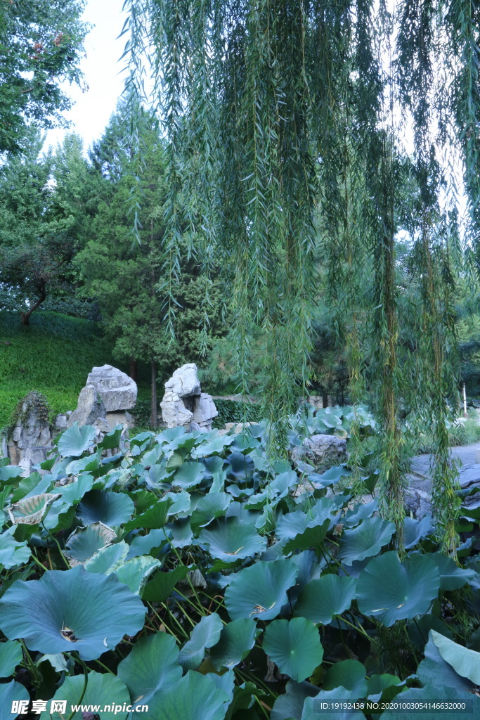 荷塘风景