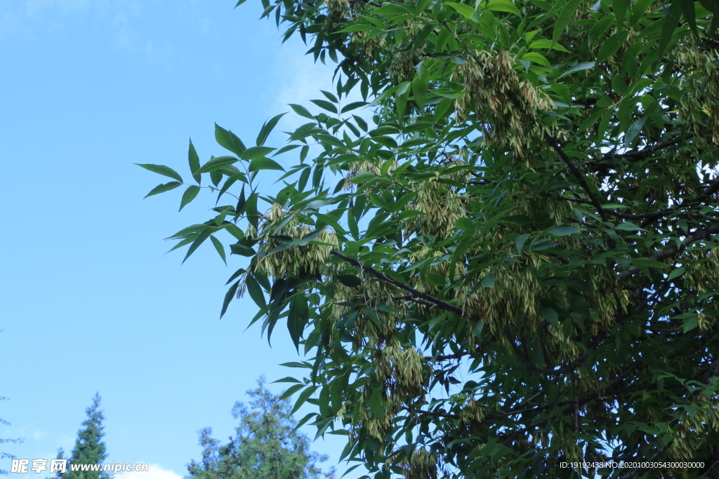 白蜡树