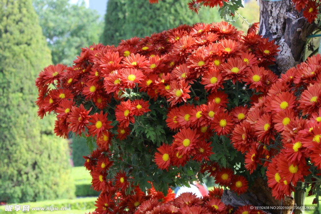 菊花