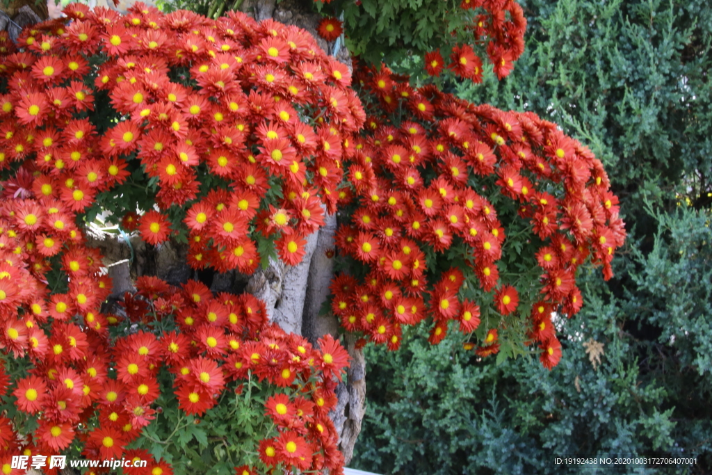 菊花