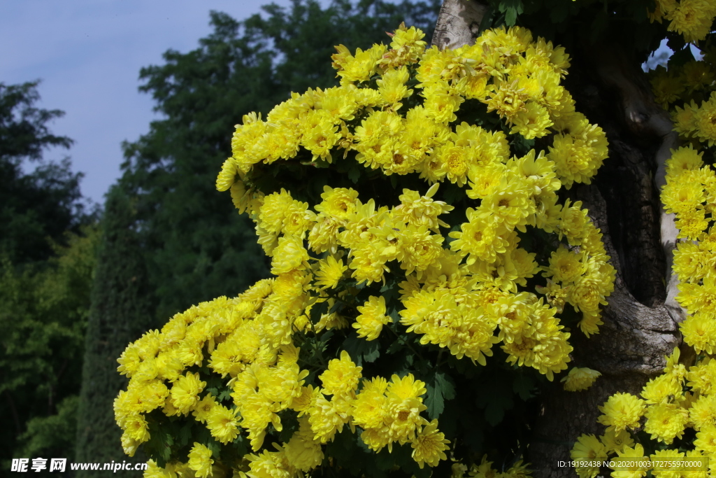 菊花