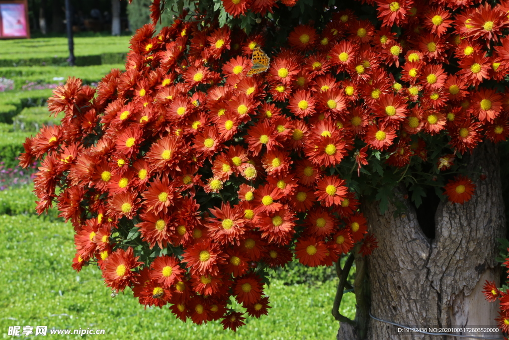 菊花