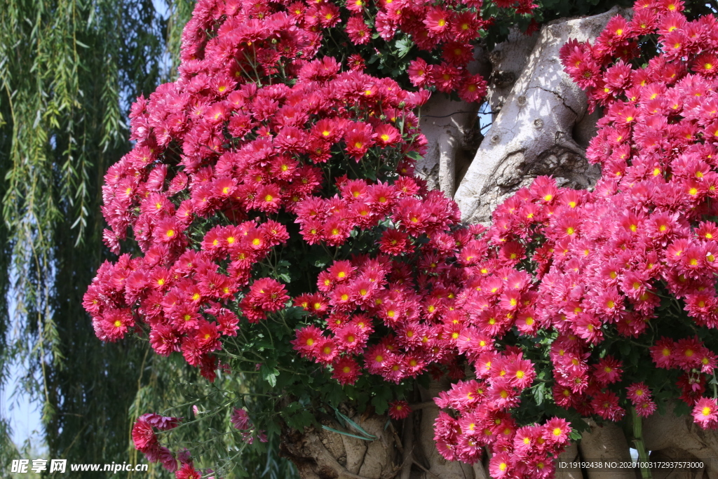 菊花