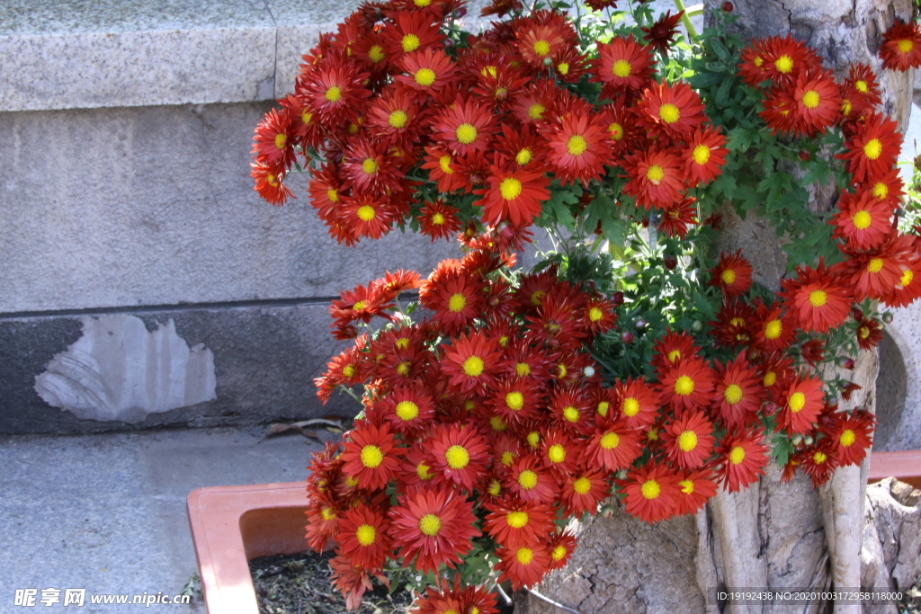 菊花