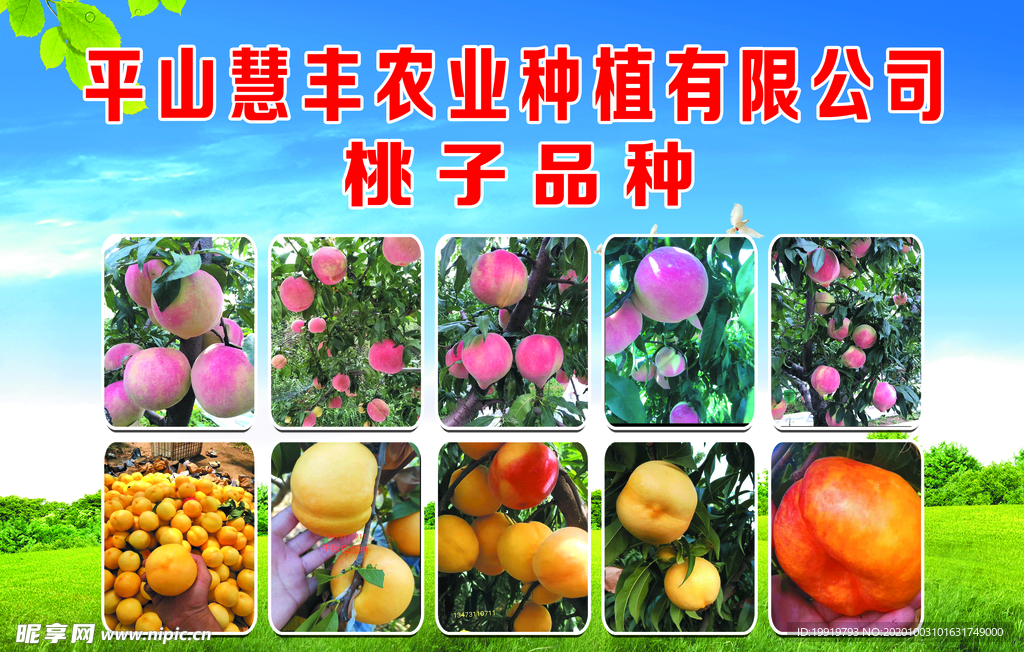 寿桃品种