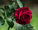 玫瑰花