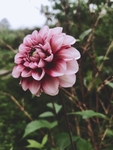 大丽花