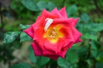 玫瑰花