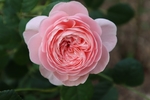玫瑰花