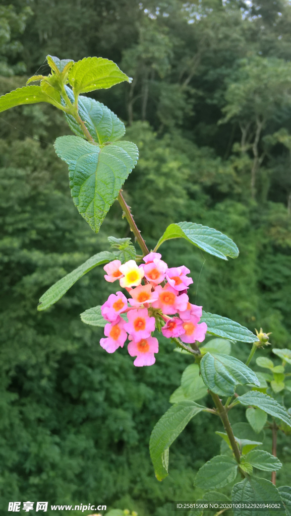 马樱丹