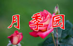 月季花