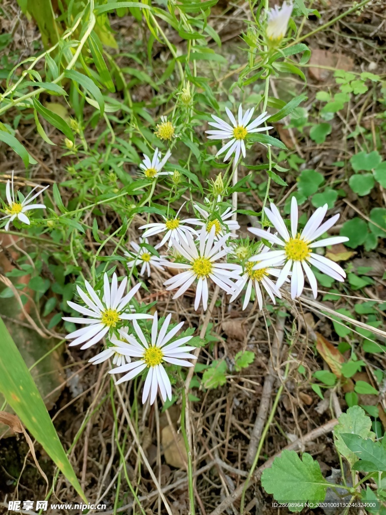 野菊花