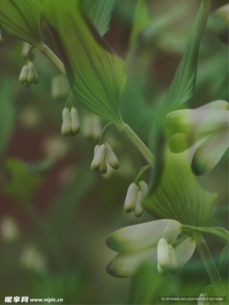 灯笼草