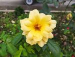 玫瑰花