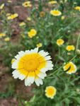 雏菊