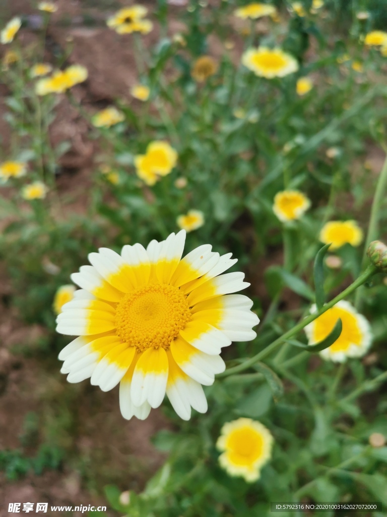 雏菊