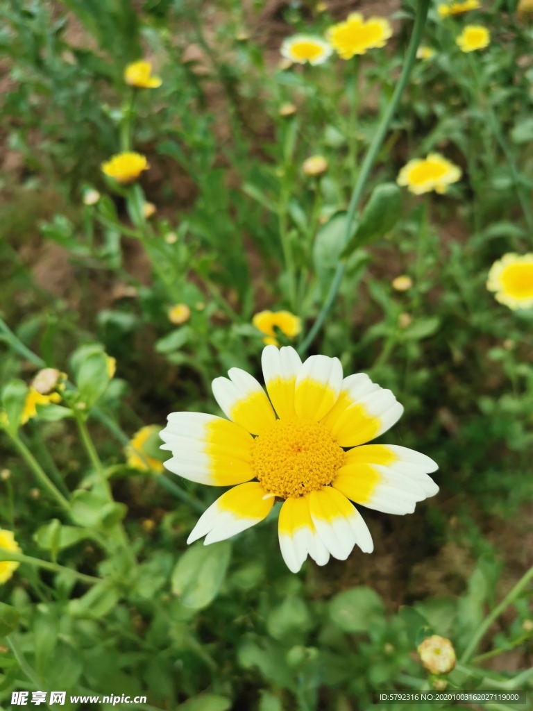 菊花