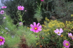 格桑花图片