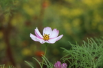 格桑花图片