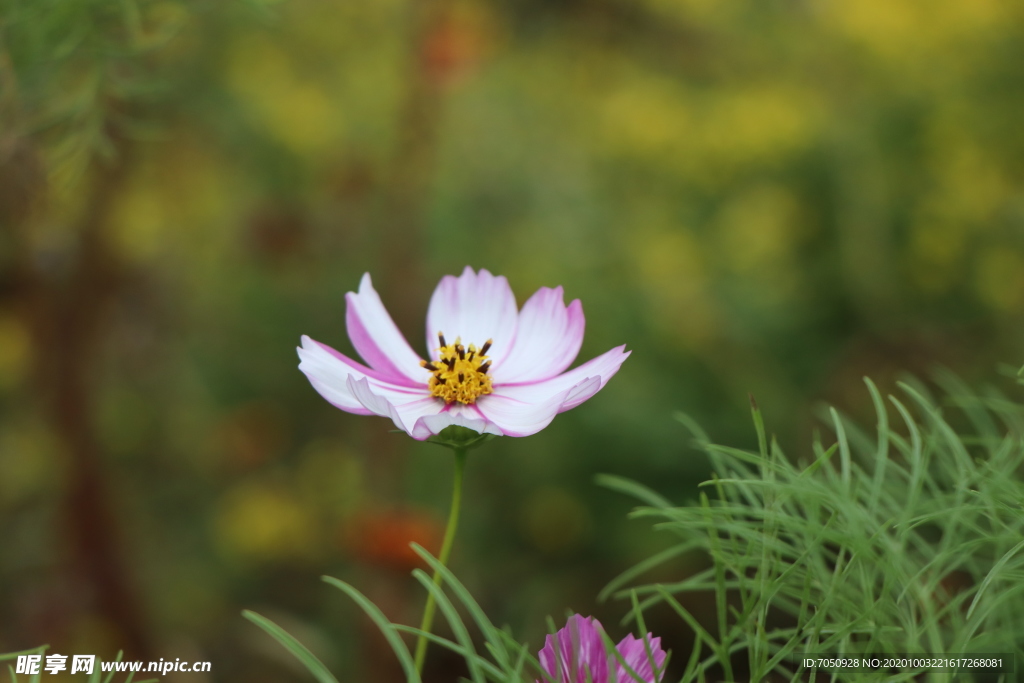 格桑花图片