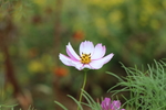 格桑花图片