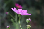 格桑花图片