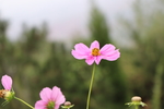 格桑花图片