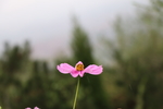 格桑花图片