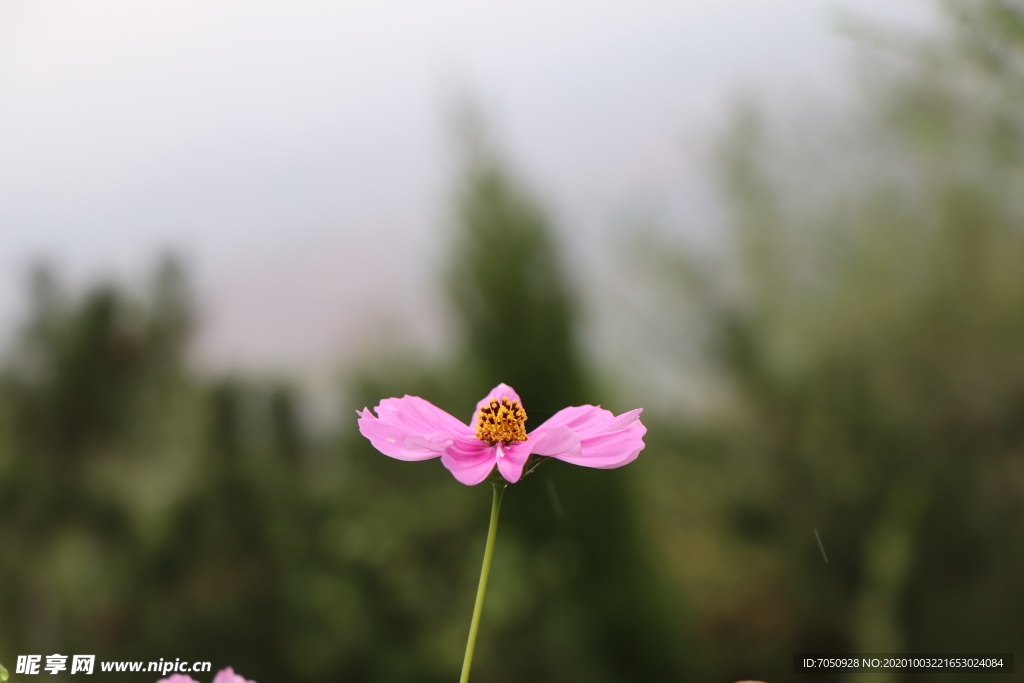 格桑花图片