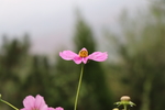 格桑花图片