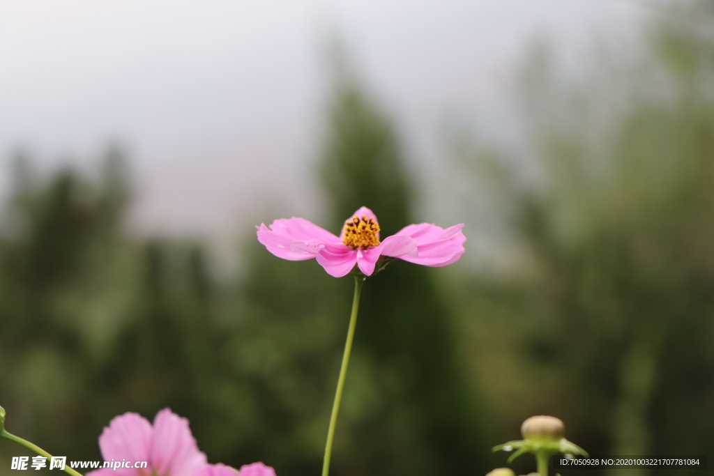 格桑花图片