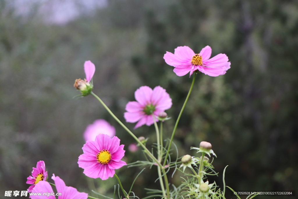 格桑花图片