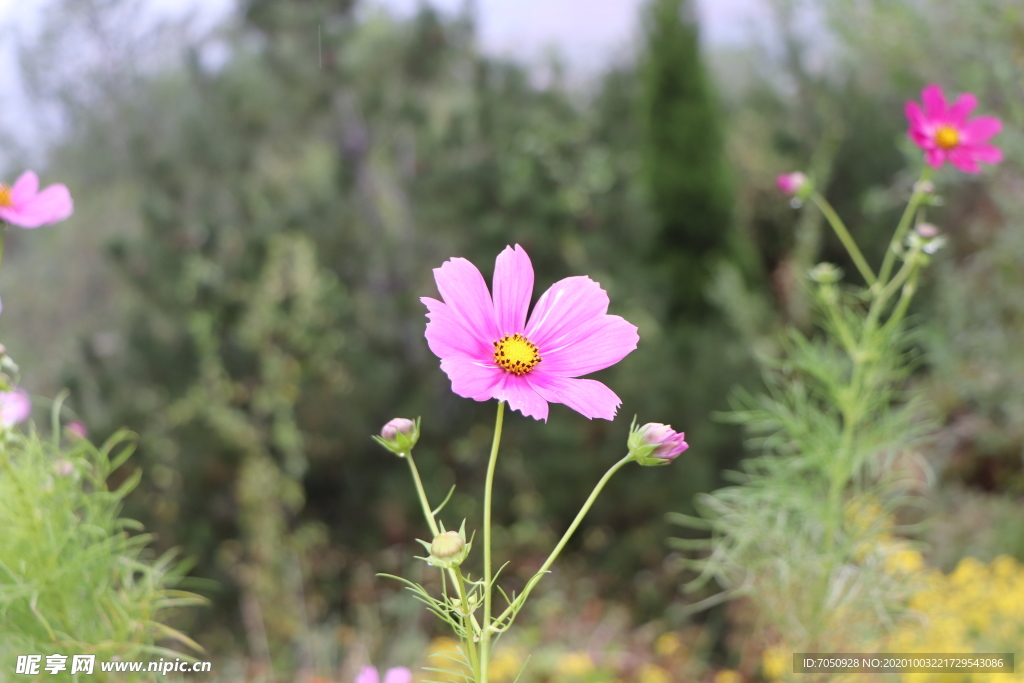 格桑花图片