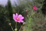 格桑花图片