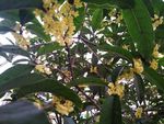 桂花