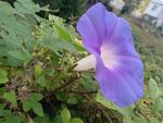 牵牛花