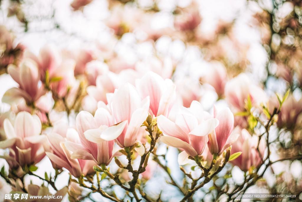 花卉