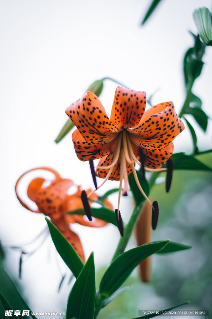 花卉