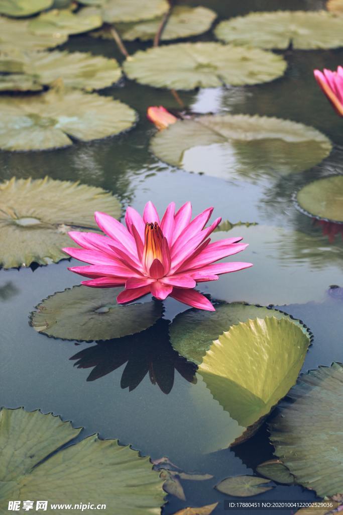 花卉